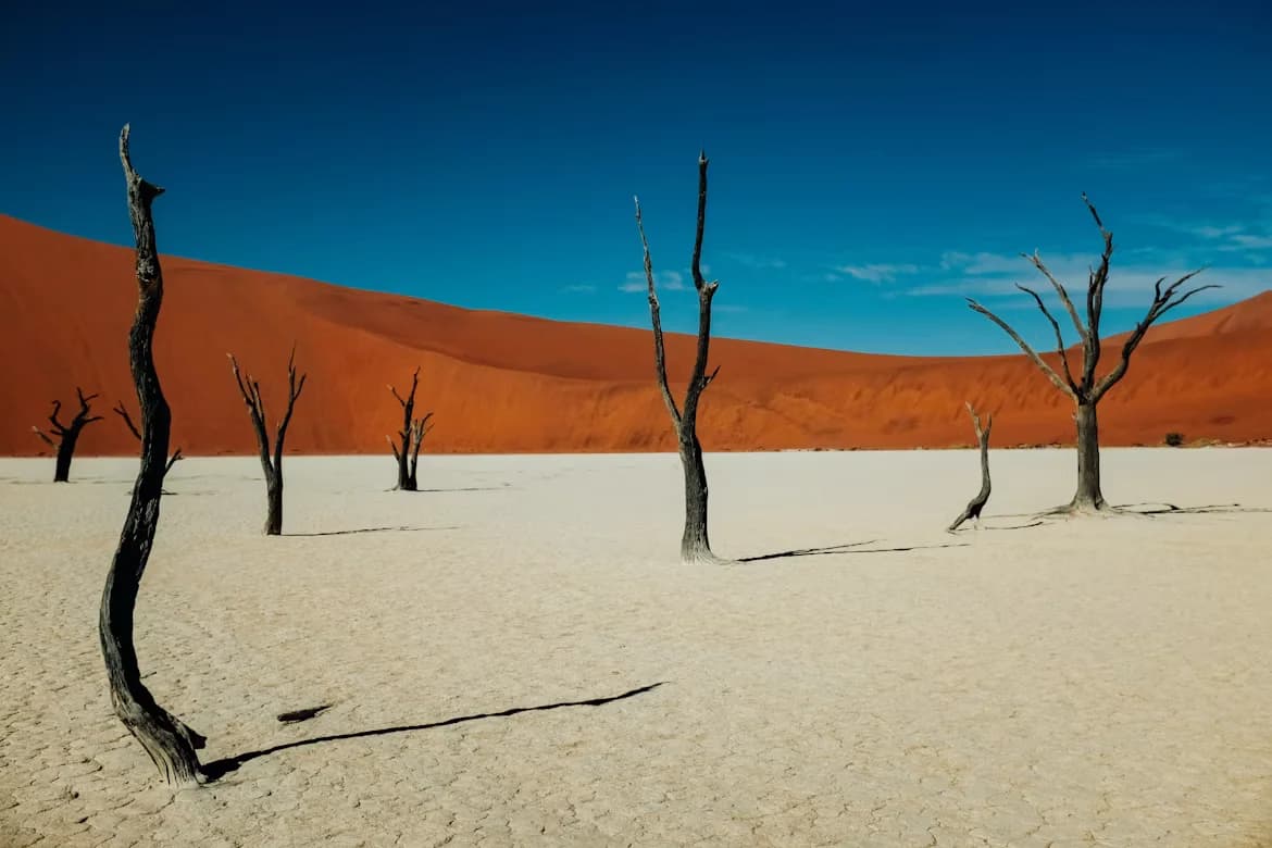 Dead trees in front of a red dune at Deadvlei