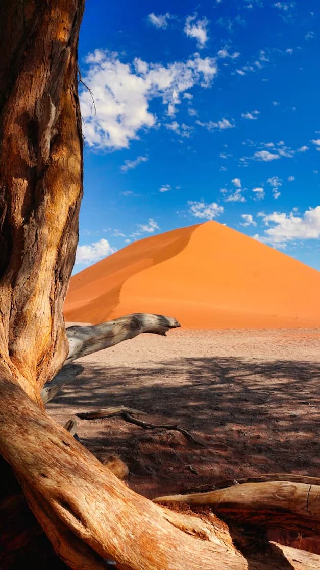 Dead tree in front of a red dune