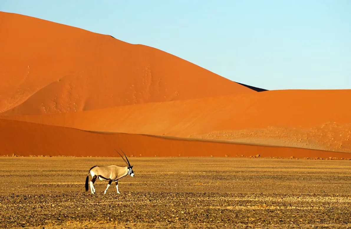 Oryx antelope in front of a Namib dune