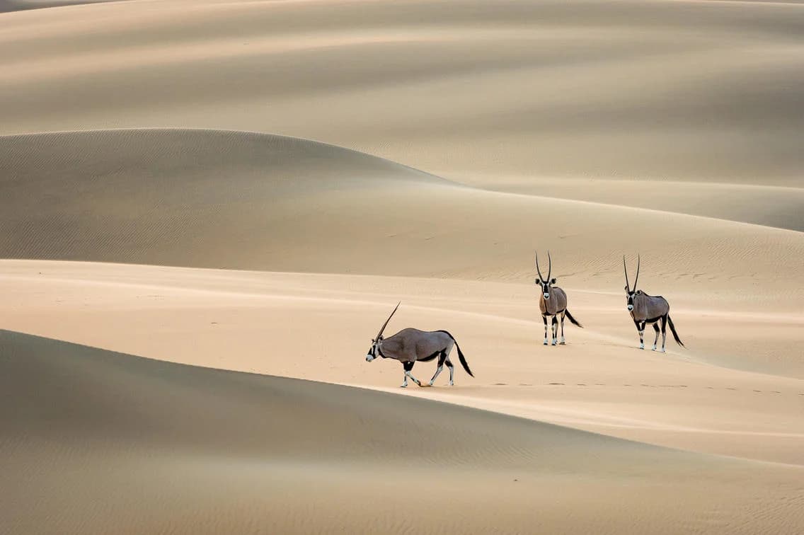 Two oryx antelope on the dunes near Serra Cafema
