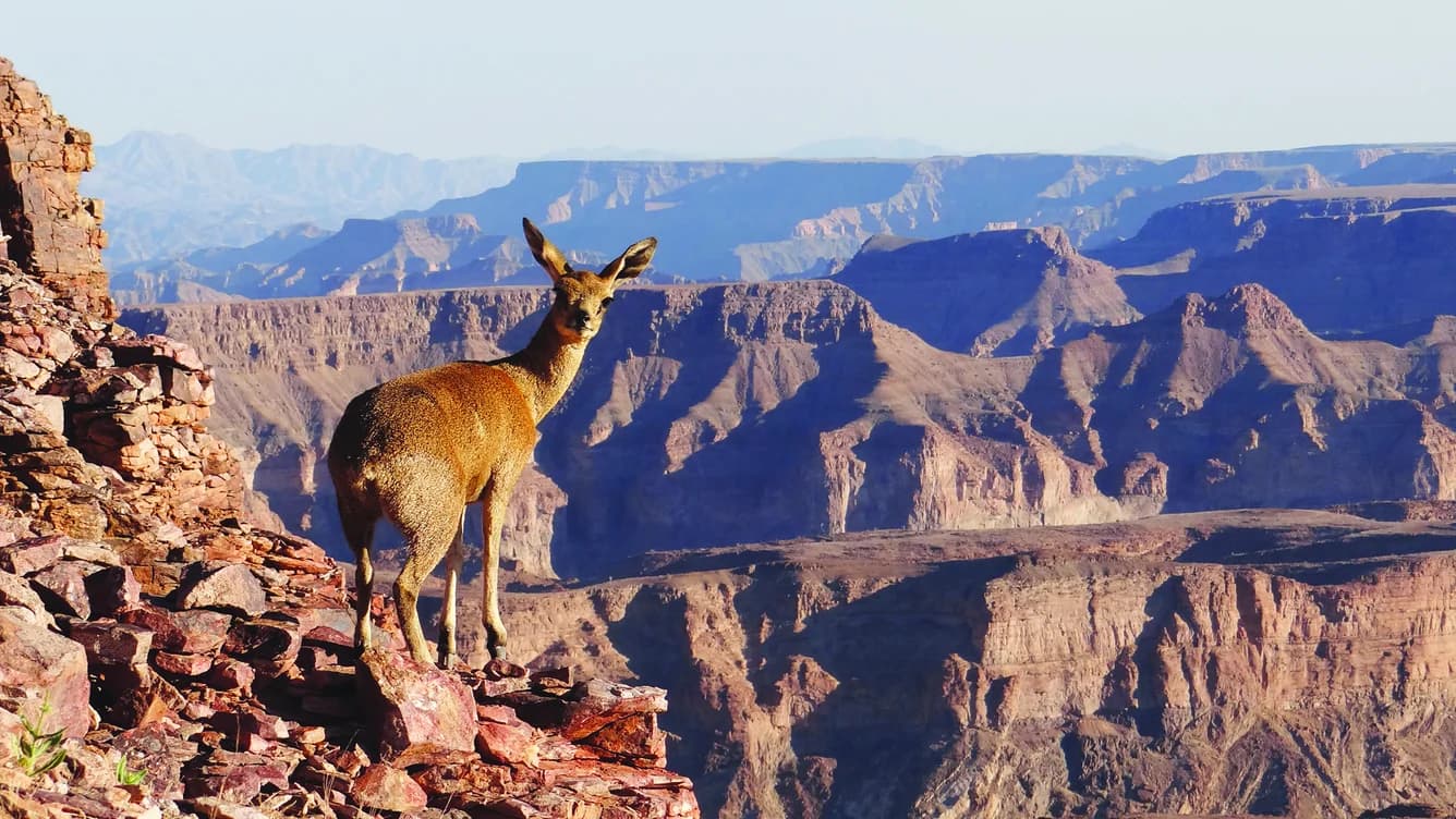 Klippspringer über dem Fish River Canyon im Süden Namibias