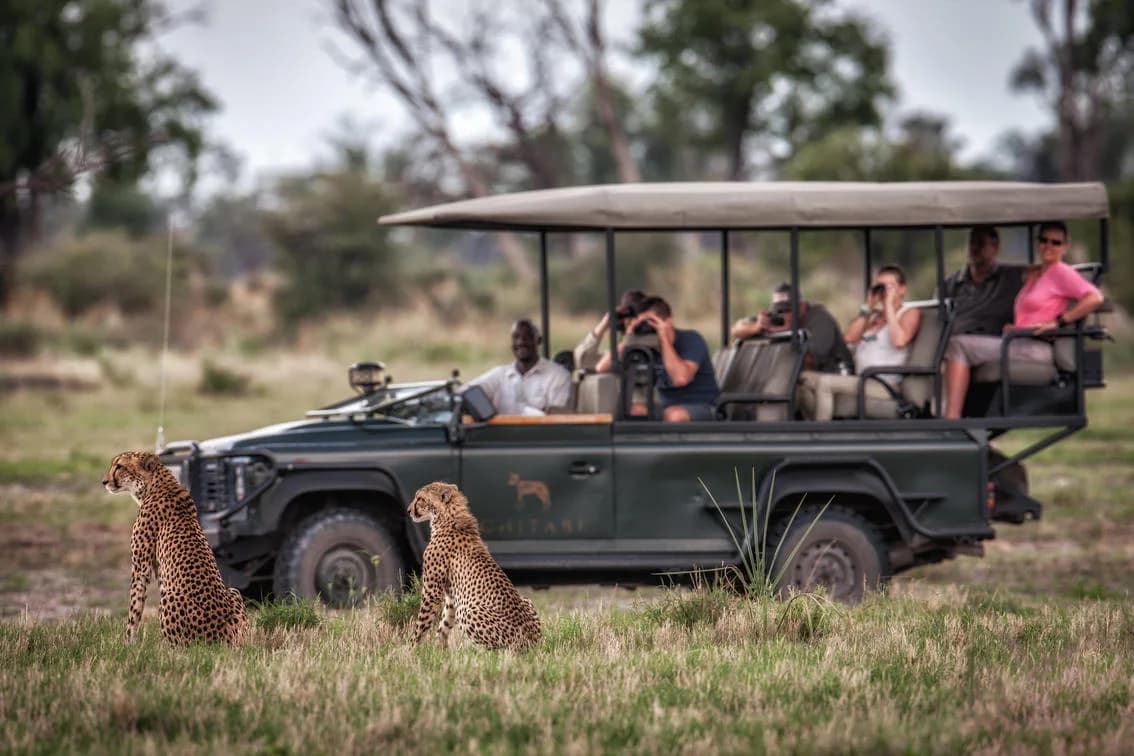 Gepard vor einem Safarifahrzeug bei der Chitabe Lodge